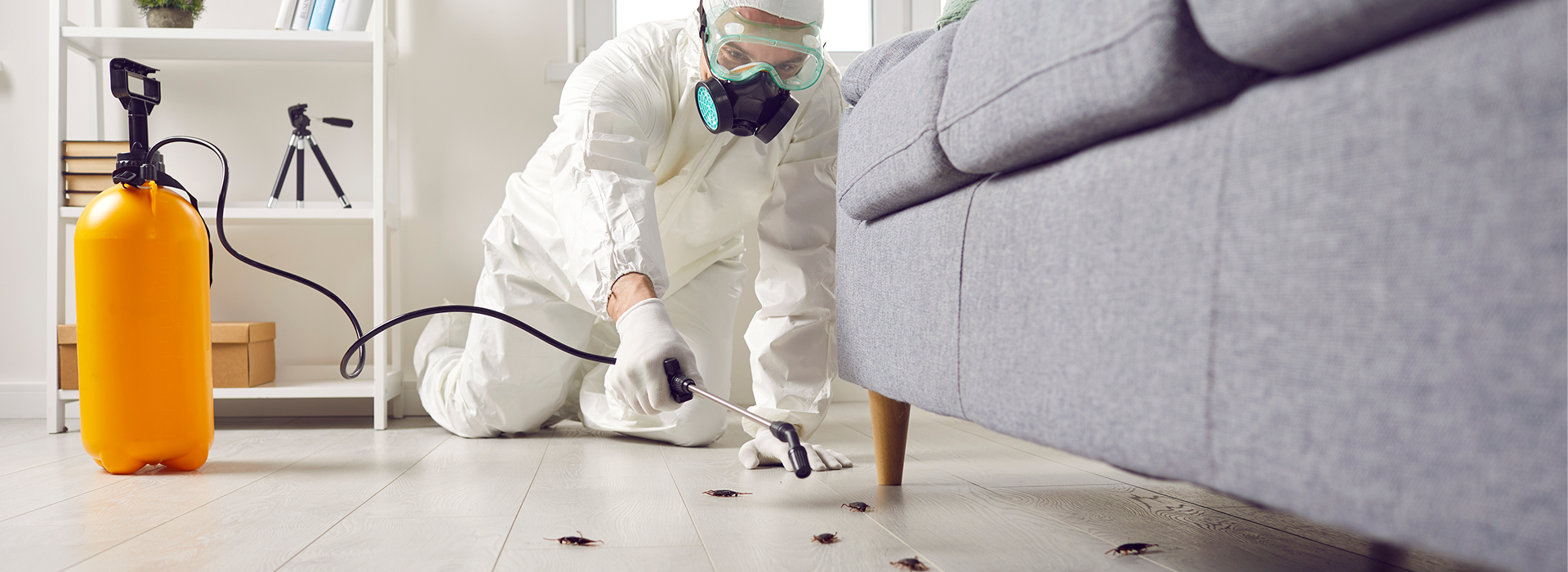 Pest-Control-Near-Me